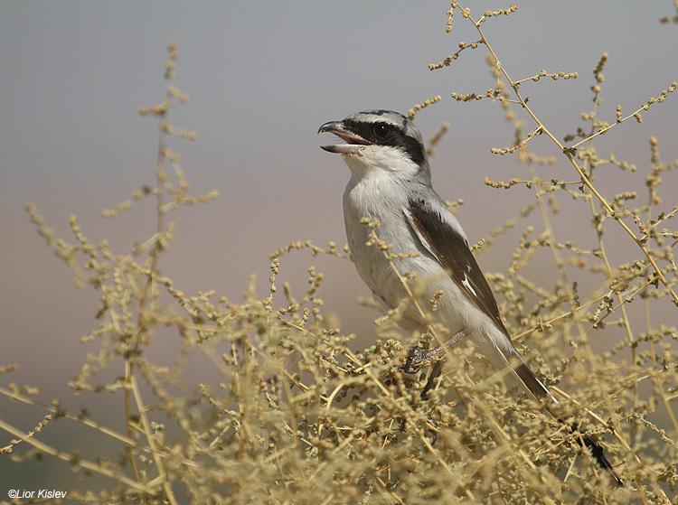  . Southern Grey Shrike ,  Lanius meridionalis  Beit Shean Valley , Israel  . 06-09-10  Lior Kislev